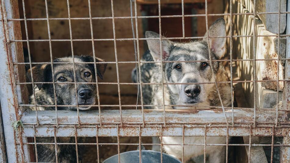 19 Hunde wurden in Yulin gerettet.
