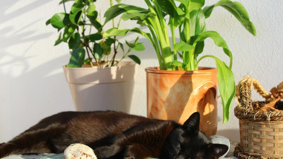 Katze wurde wohl zu Tode gequält.