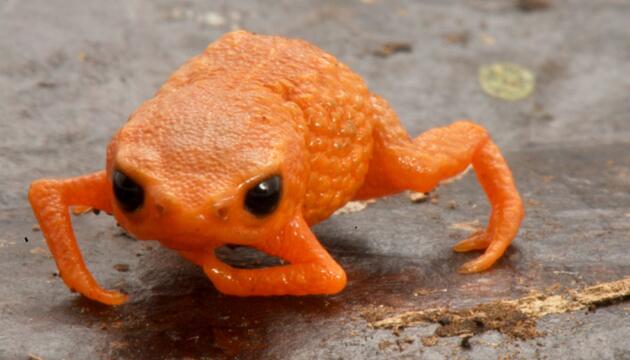 Neues Fröschlein in Brasilien entdeckt