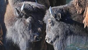 Bison