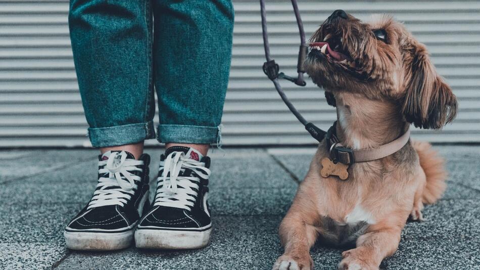 Zehn Prozent der Hundehalter zahlen keine Steuern.