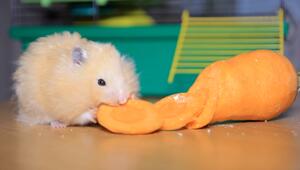 KORREKTUR! Artgerechte Ernährung: Das frisst ein Hamster wirklich