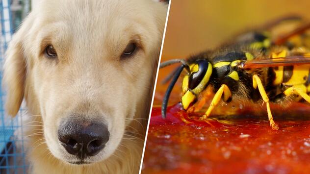Insektenstich beim Haustier? Wann es gefährlich wird