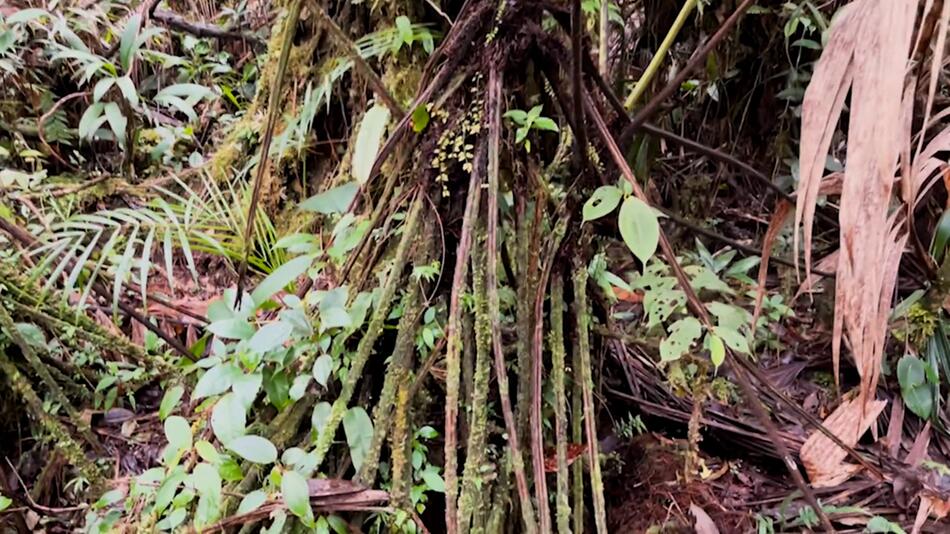 Spektakuläre Entdeckung: Forscher finden Zombie-Pflanze im Regenwald