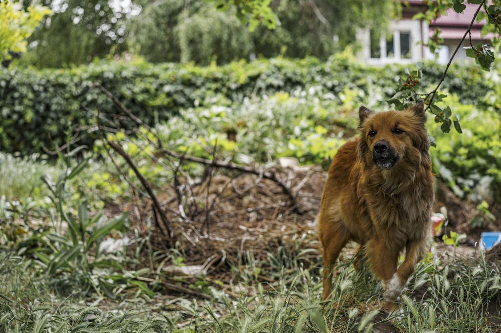 Ein Straßenhund