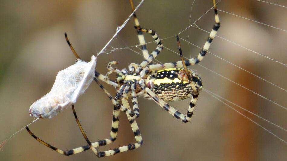 Radnetzspinne mit Beute im Netz