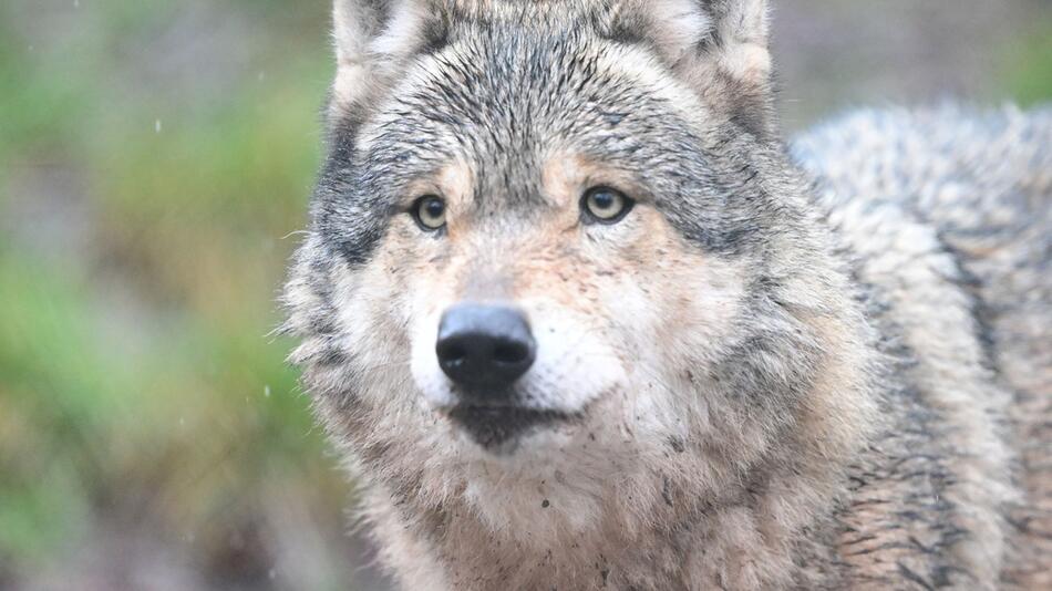 Fotofalle bestätigt Wolf in Hamburg