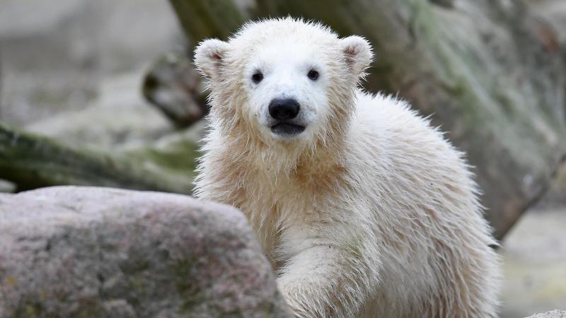 Eisbärbaby Lili im Zoo am Meer