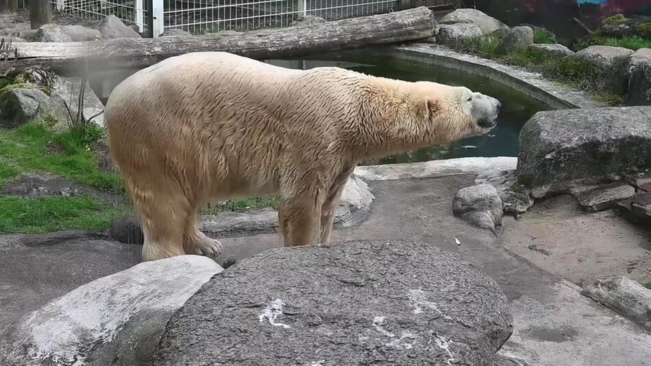 Eisbär, Tierpark Neumünster