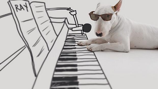 Pitbull Jimmy, Klavier