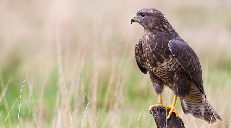 Greifvögel, Habicht, Bussard, Milan, Sperber, Gefieder, Form, Wald, Beute, Unterschiede
