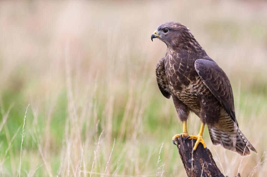 Greifvögel, Habicht, Bussard, Milan, Sperber, Gefieder, Form, Wald, Beute, Unterschiede