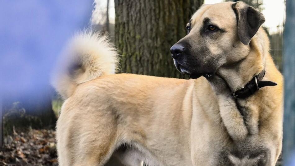 Hundeasyl Freckenhorst sucht Zuhause für Poyraz.