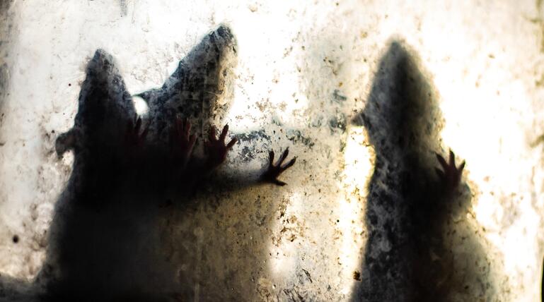 Umrisse von Ratten hinter einer schmutzigen Scheibe