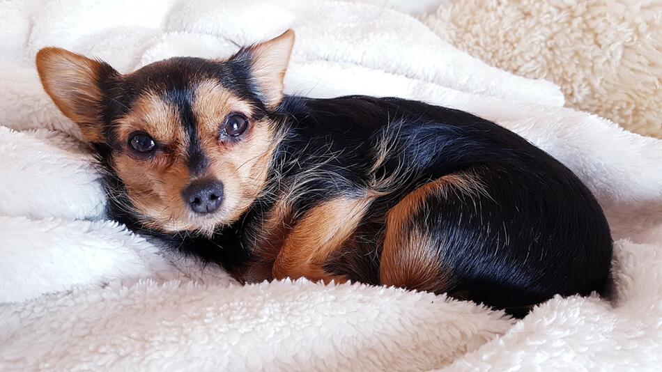 Chihuahua-Mischling ist der älteste Hund der Welt.