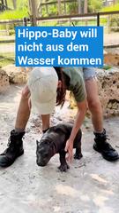 Hippo-Baby "Mars" will nicht aus dem Wasser kommen