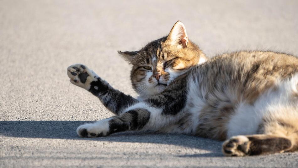 Die Katze wog fast 20 Kilogramm.