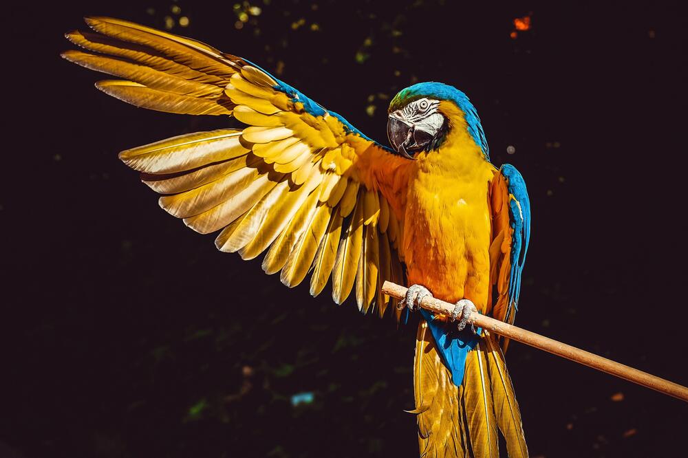 Fast alle Papageien leben in tropischen Gebieten.