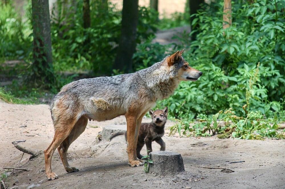 Hybride müssen per Gesetz aus Natur verschwinden.