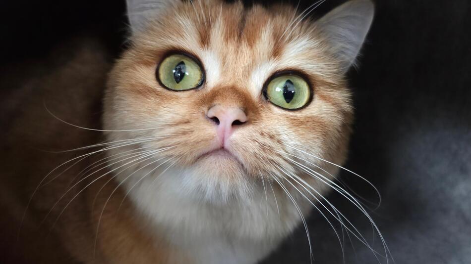 Zum Weltkatzentag: Schick uns ein Foto!