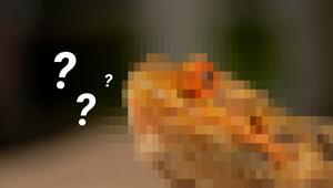 Welches Tier suchen wir?