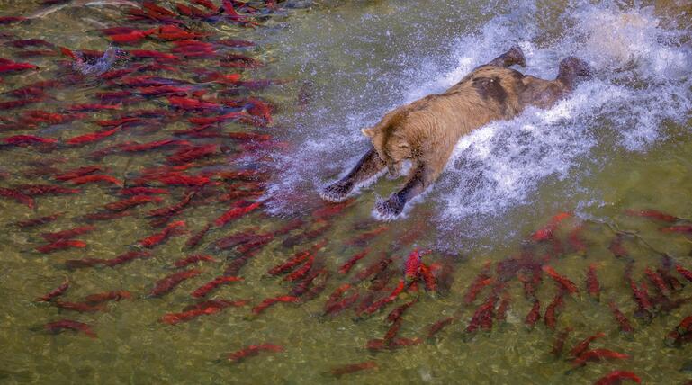 reFocus Awards, Color Photography