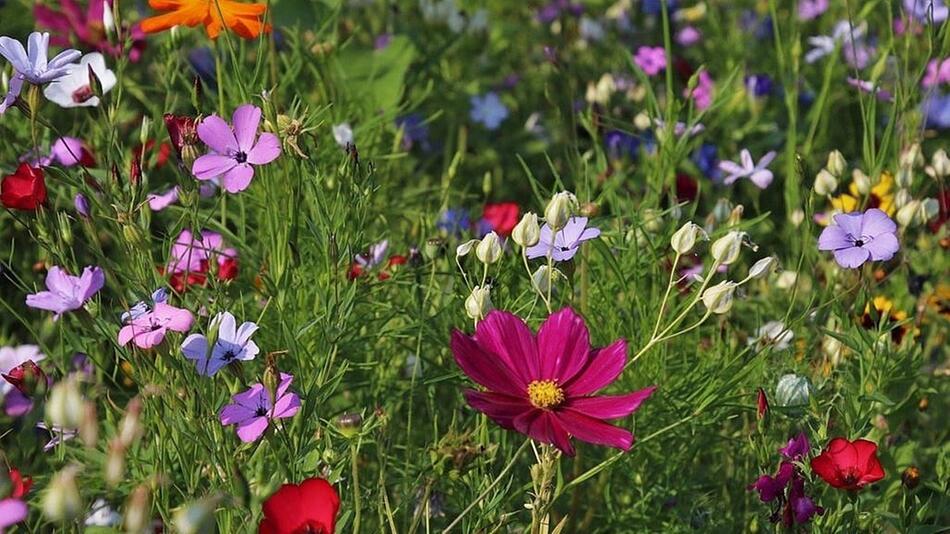 Sommer Wiese Garten Sommerblüher