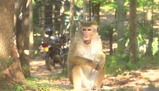 Offizielle "Affenzählung" soll Lösungen für Ernteausfälle in Sri Lanka liefern