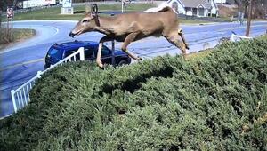 Schnell unterwegs: Hirsch springt über Hecke und landet auf Auto