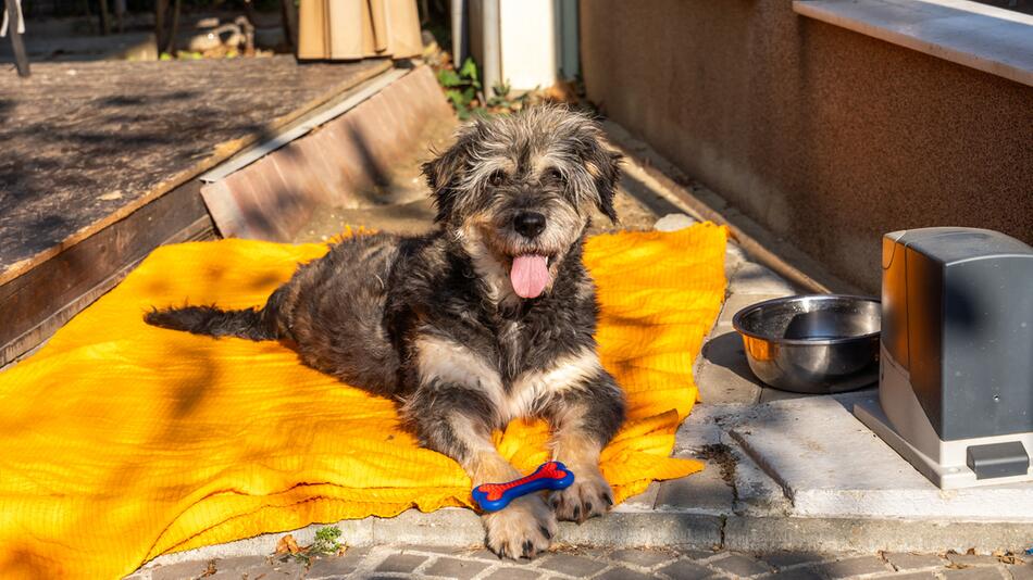 Hund Peru wurde todkrank auf der Straße ausgesetzt