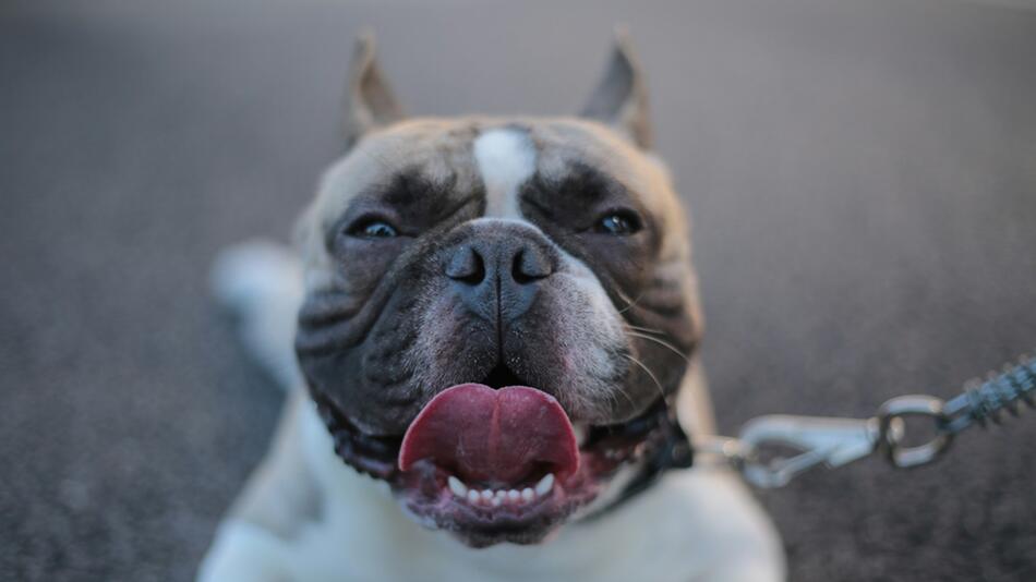 Kranke Bulldogge wurde einfach ausgesetzt.