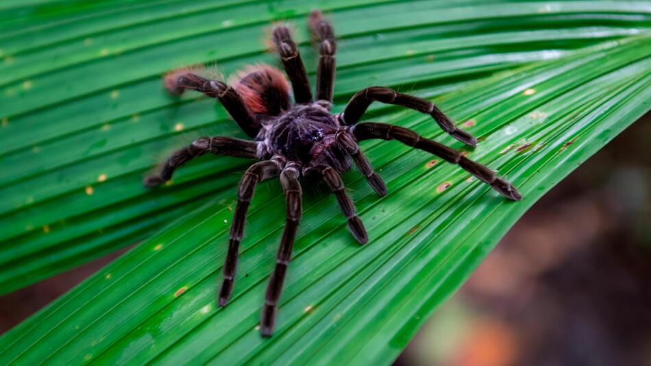 Die größte Spinne der Welt ist größer als ein Meerschweinchen
