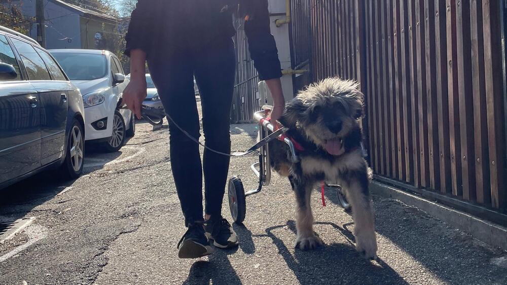 Hund Peru wurde von der Straße gerettet.