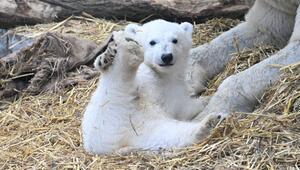 Eisbärnachwuchs im Karlsruher Zoo