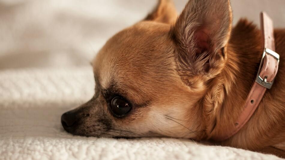 Im Drogenrausch schlug der Mann den Chihuahua tot.