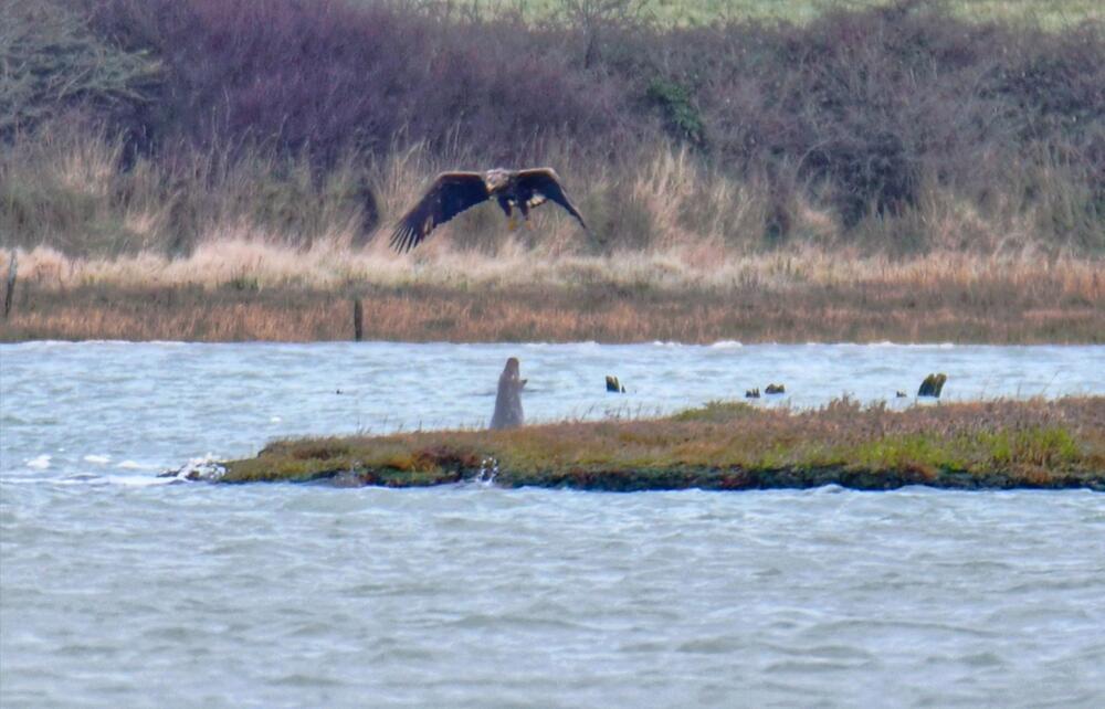 Robbe spuckt Wasser auf Adler