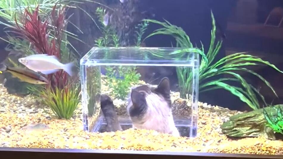 Katze in Aquarium