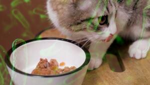 Sommerhitze und Katzennapf – so schützt du deine Fellfreundin