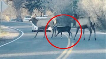 Eine Elch-Herde hat in Loveland im Bundesstaat Colorado eine Ziege unter ihre Fittiche genommen.