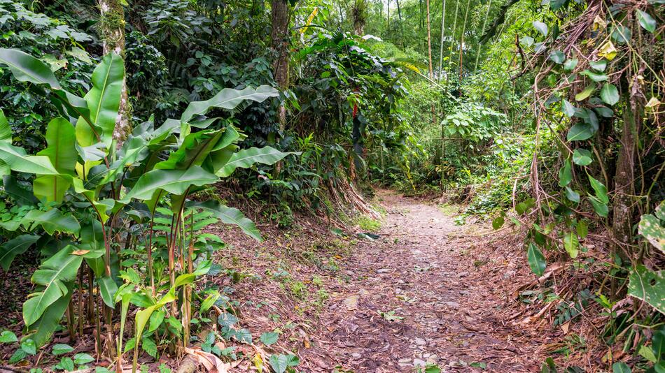 Pfad im Regenwald Kolumbiens