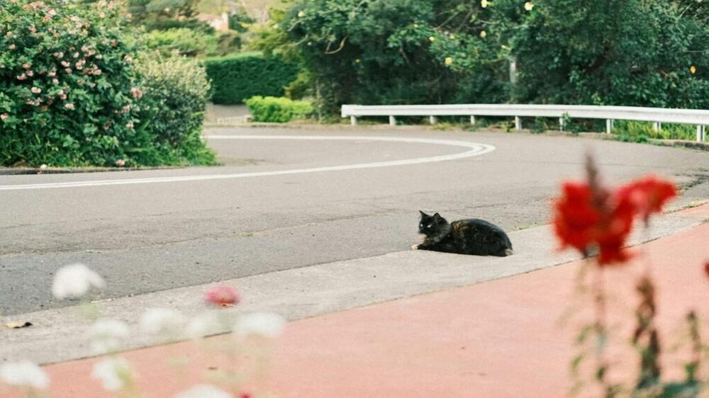 Tierheim statt gemeinsame Ferien.