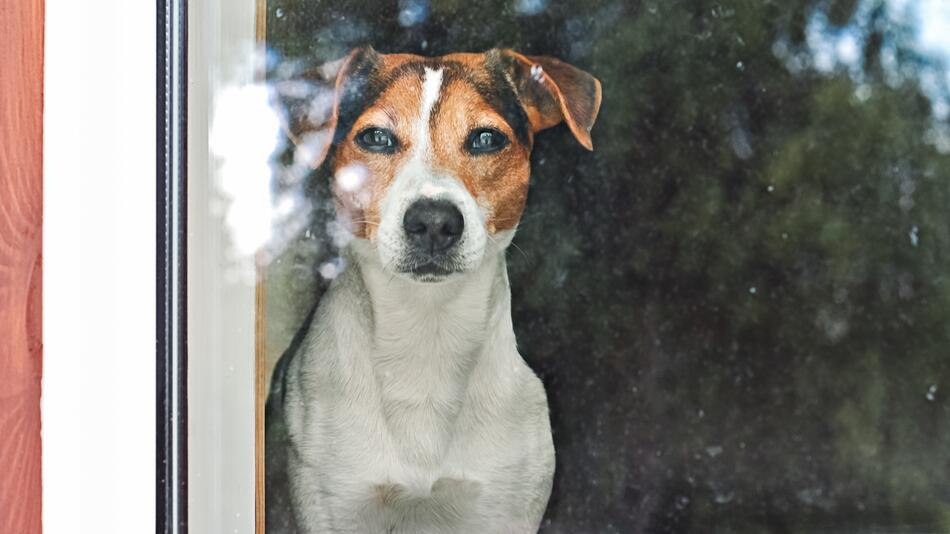 "Das grenzt an Tierquälerei": Hundetrainer fordert mehr Regeln für Halter