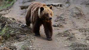 Braunbär