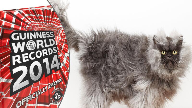 Kater Colonel Meow aus dem neuen Guinnes World Records Buch 2014.