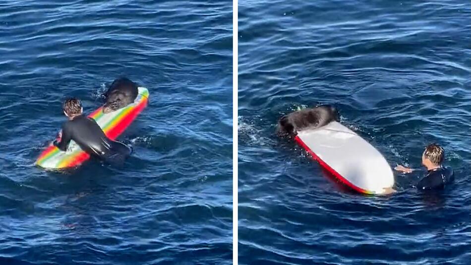 Kalifornien: Aggressiver Seeotter attackiert Surfer und kapert Surfbretter