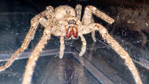 Nosferatu-Spinne