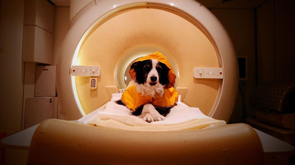 Wie gut verstehen uns Hunde wirklich? Neue Studie veröffentlicht