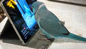 Vogel hängt am Bildschirm: Papagei scrollt durch TikTok wie ein Profi