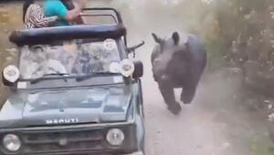 Schock bei Safari-Tour: Nashorn geht auf Touristen los