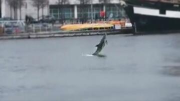 Dublin, Fluss, Liffey, Delfin